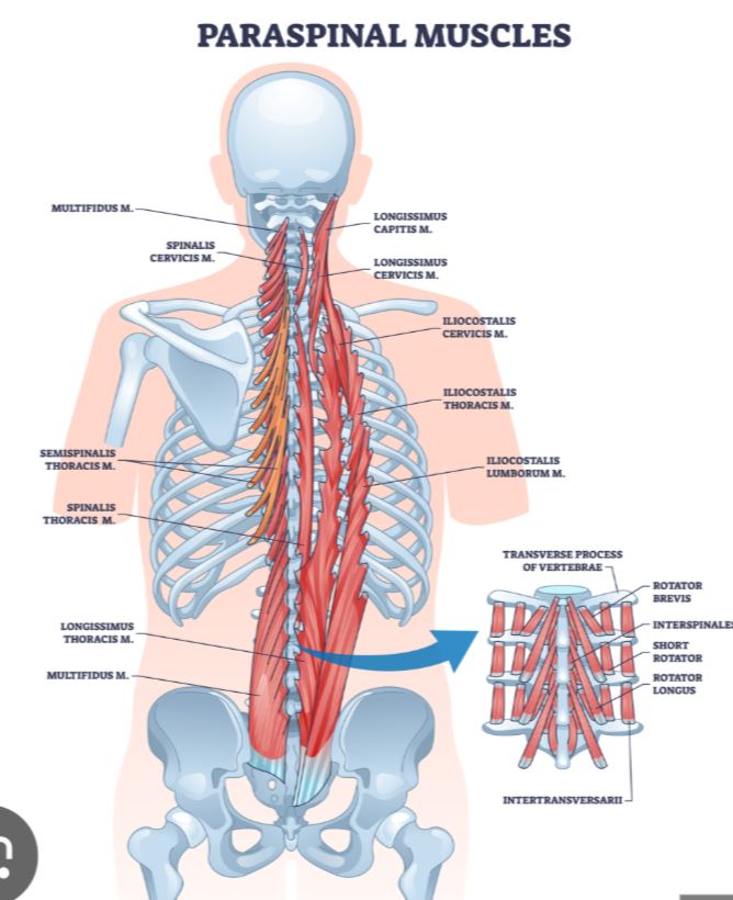 <p>it is on the posterior side of each vertebra of the spine and it serves as an attachment point for the stabilizing muscles of the back. </p>