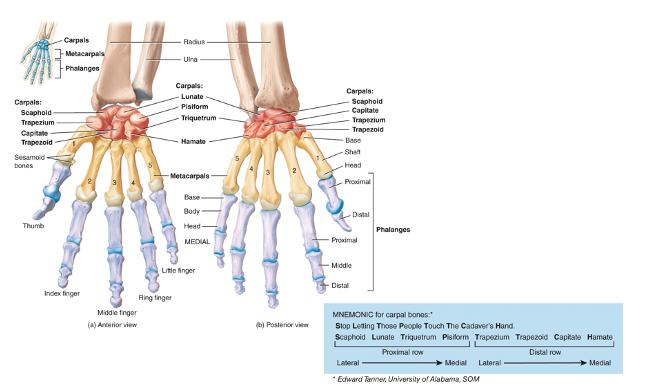 <p>bones of the digits; 14 total (2 in the thumb, three in the other 4 fingers)</p>