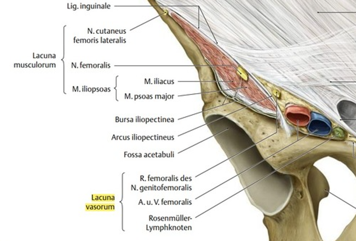 <p><strong>Lacuna musculorum : </strong></p><ul><li><p>Entre bord antérieur bassin, lig. inguinal et fascia iliaca</p></li><li><p>Chez Flfr : passage groupes iliopsoas et M. sartorius</p></li></ul><p><strong>Lacuna vasorum : </strong></p><ul><li><p>Entre lig. inguinal et colonne iliaque (ventromédial lacuna musculorum)</p></li><li><p>Passage A./V. iliaca externa et profunda femoris + Vaisseaux lymphatiques</p></li></ul><p></p>
