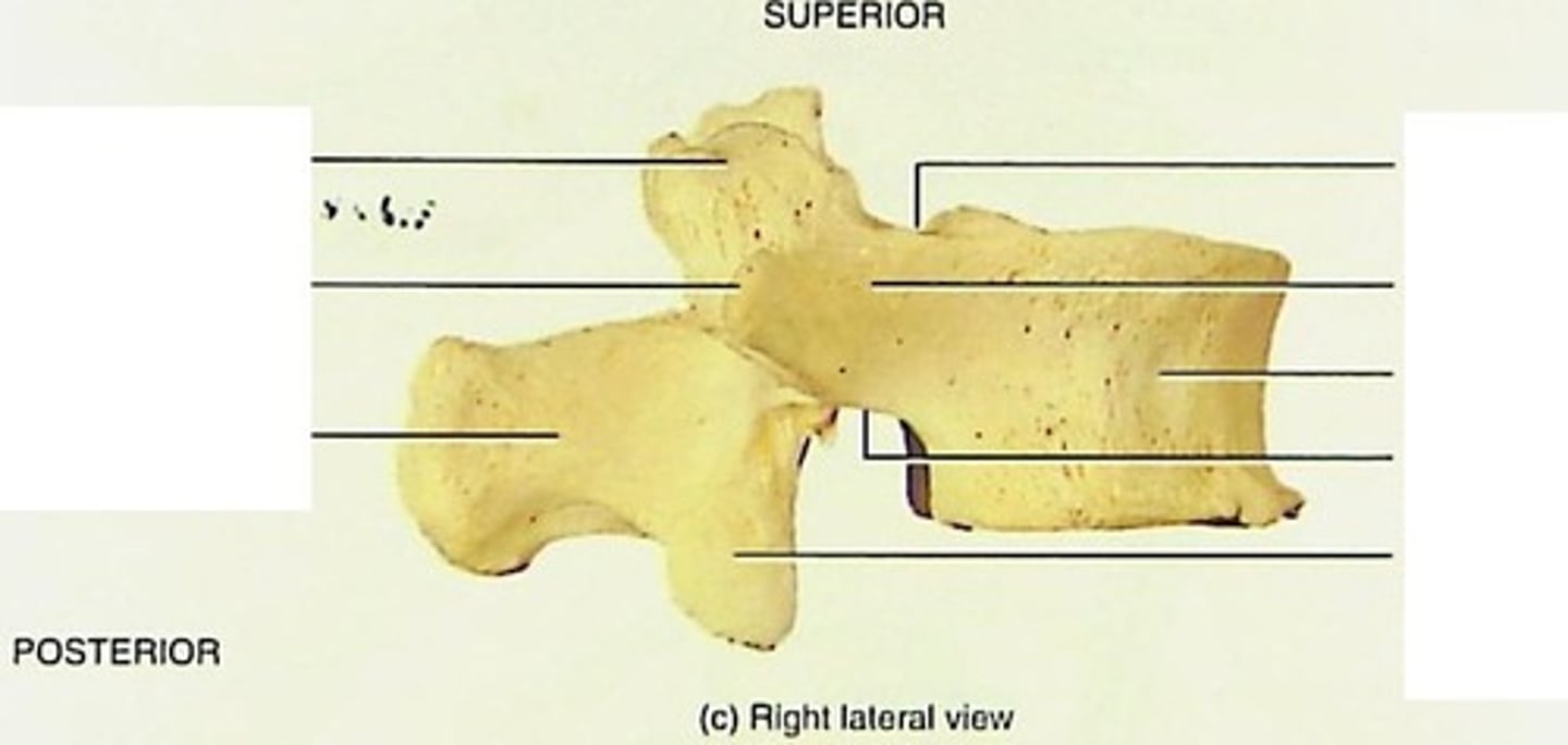 <p>Type?</p>