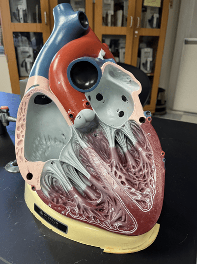 Separates the right and left atria of the heart (not shown).