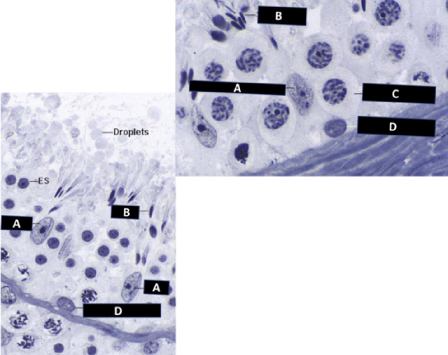<p>c: cell</p>