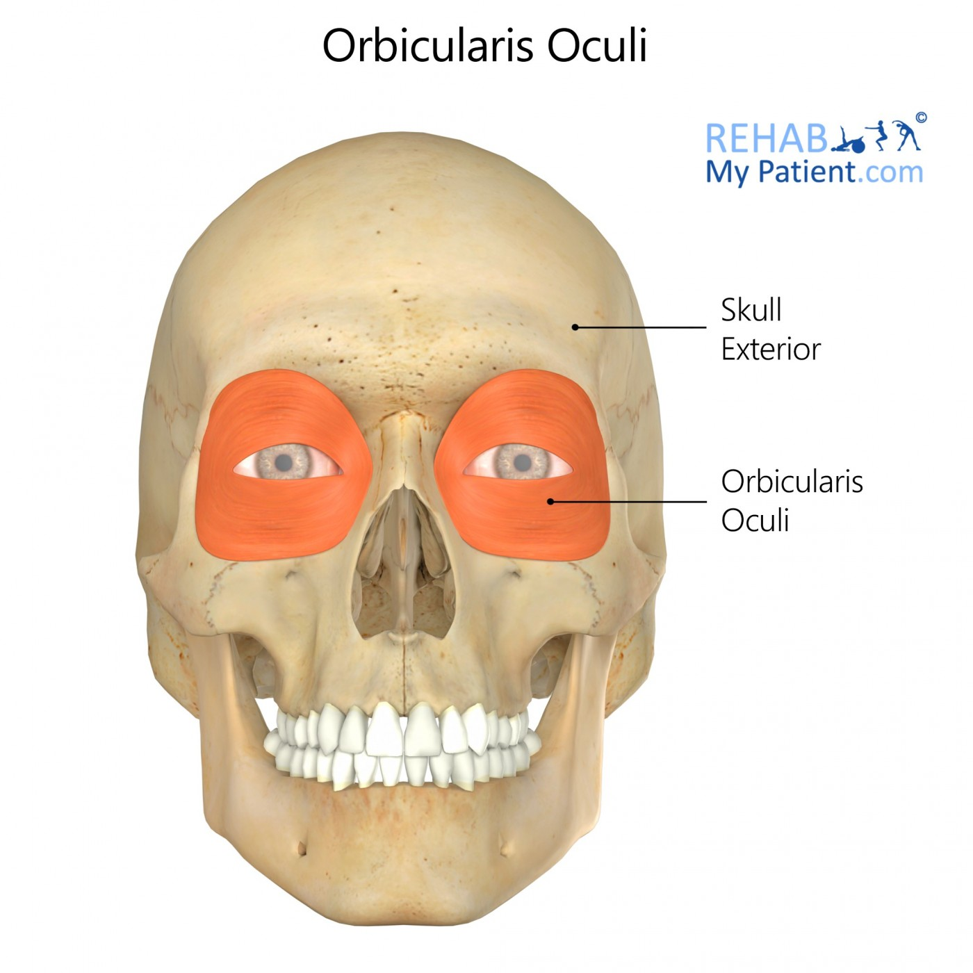 <p>O: Medial margin of orbit</p><p>I: Skin around eyelids</p><p>A: Closes eye</p>