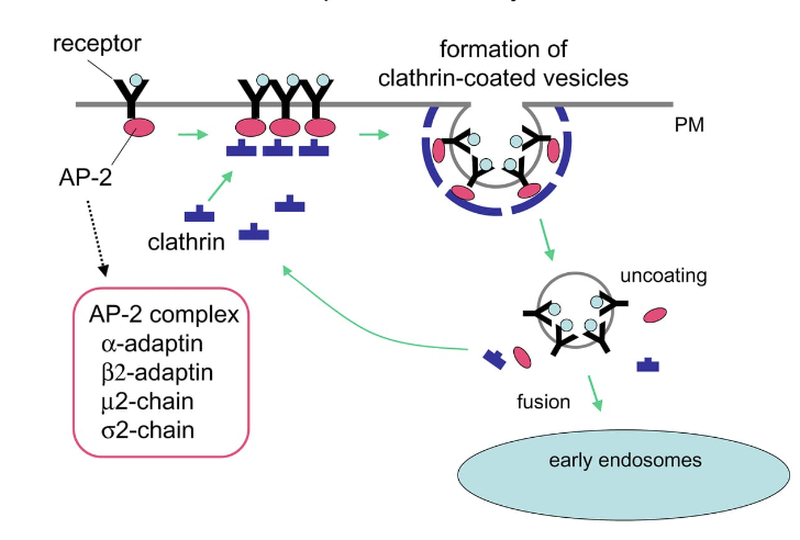 <p>Selektivt upptag av makromolekyler:</p><ol><li><p>När ligand binder till receptor kommer <strong>adaptiner</strong> i cytoplasman att binda till cargo-receptorn. </p></li><li><p>Adaptiner och <strong>klatrin</strong> polymeriseras och bildar ett hölje kring receptor-ligand-komplex. </p></li><li><p><strong>Dynamin</strong>, ett motorprotein och <strong>GTPase</strong>, vrider bort vesikeln. </p></li></ol>