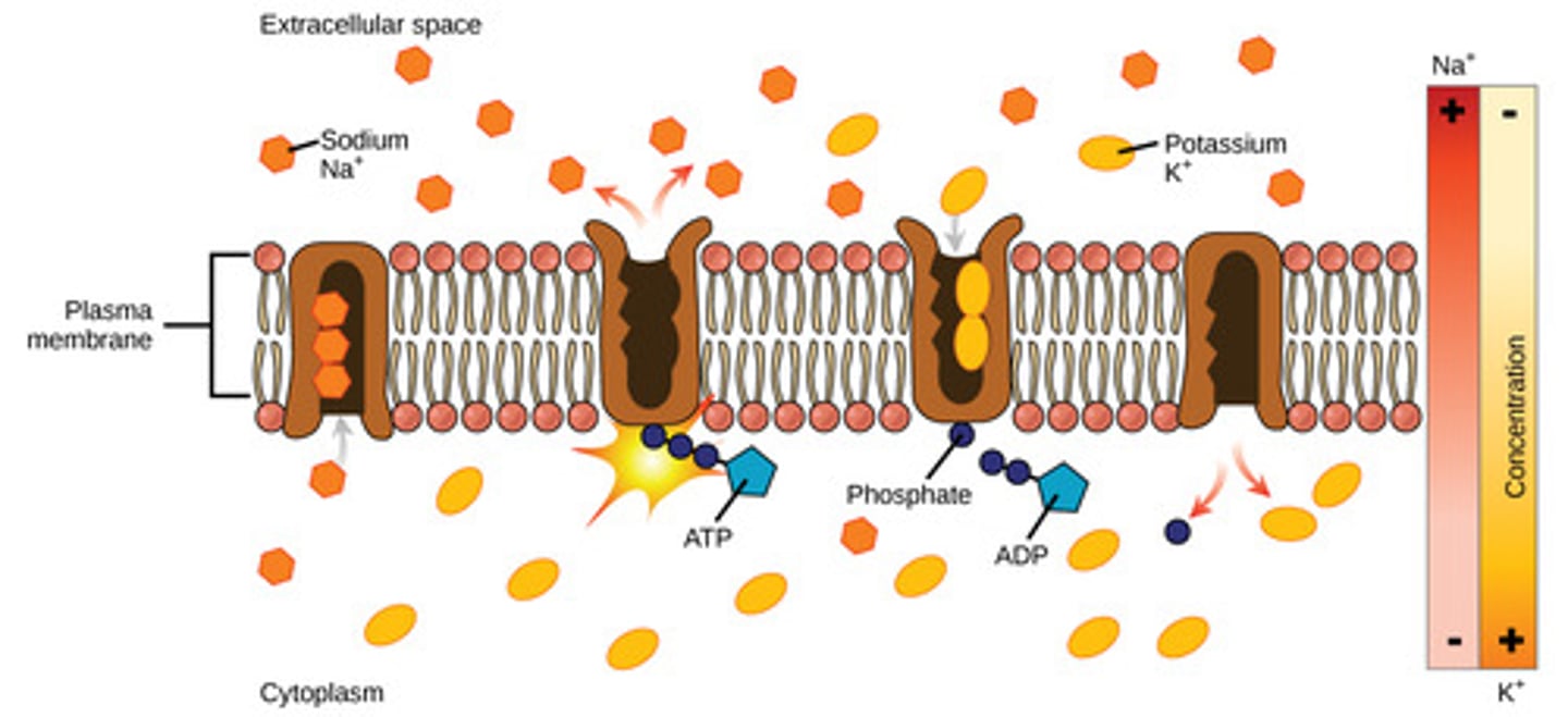 <p>transport proteins</p><p>(Note: includes active</p><p>transport and facilitated</p><p>transport)</p>