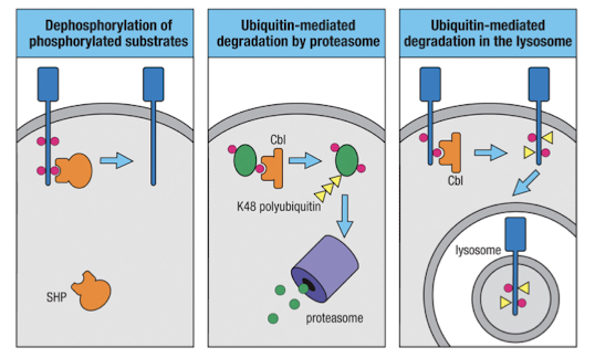 <p>the signaling must be turned on and off</p><ul><li><p>phosphatases vs kinases (ex: SHP - phosphatase)</p></li><li><p>polyubiquitination → proteasomal degredation (ex: Cbl - ubiquitin ligase) </p></li><li><p>single/di-ubiquitinated proteins are targeted for degredation in lysosome</p></li></ul><p></p>