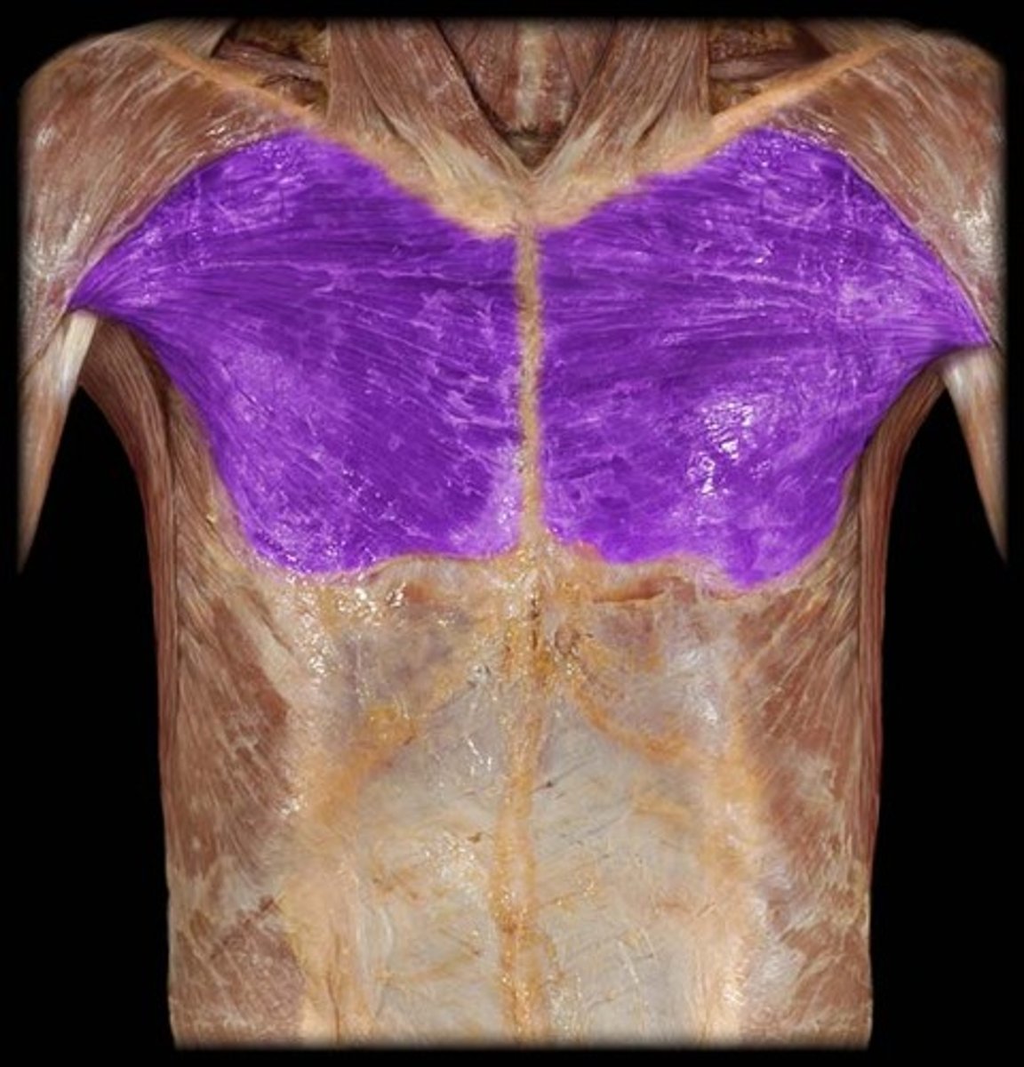 <p>Medial 1/2 of clavicle, sternum, ribs 1-6</p><p>Intertubercular groove of humerus (lateral lip)</p>