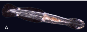<p>What phylum or class does this animal belong to, and what is its feeding mode?</p>