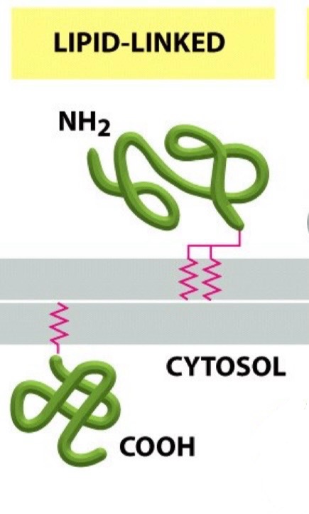 <p>Attached to either side of the bilayer via a covalent attachment to a lipid molecule</p>