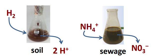 <p><strong>Soil: H<sub>2</sub>—&gt;2 H<sup>+</sup></strong></p><p><strong>Sewage: NH<sub>4</sub><sup>+</sup>—&gt;NO<sub>3</sub><sup>-</sup></strong></p><ul><li><p>Biotic activity in soil accounts for these conversions</p></li></ul><p></p>