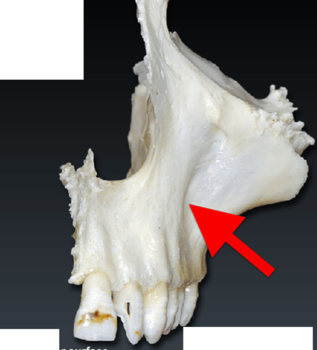<p>an indentation on the maxilla above the root of the canine</p>