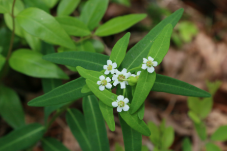 <p>What is the growth form of this plant?</p>