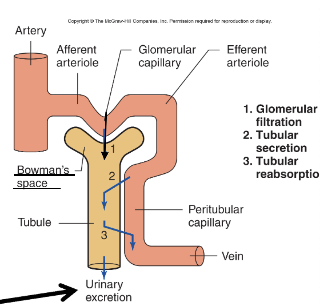 <p>C. Renal corpuscle (Bowman's capsule)</p>