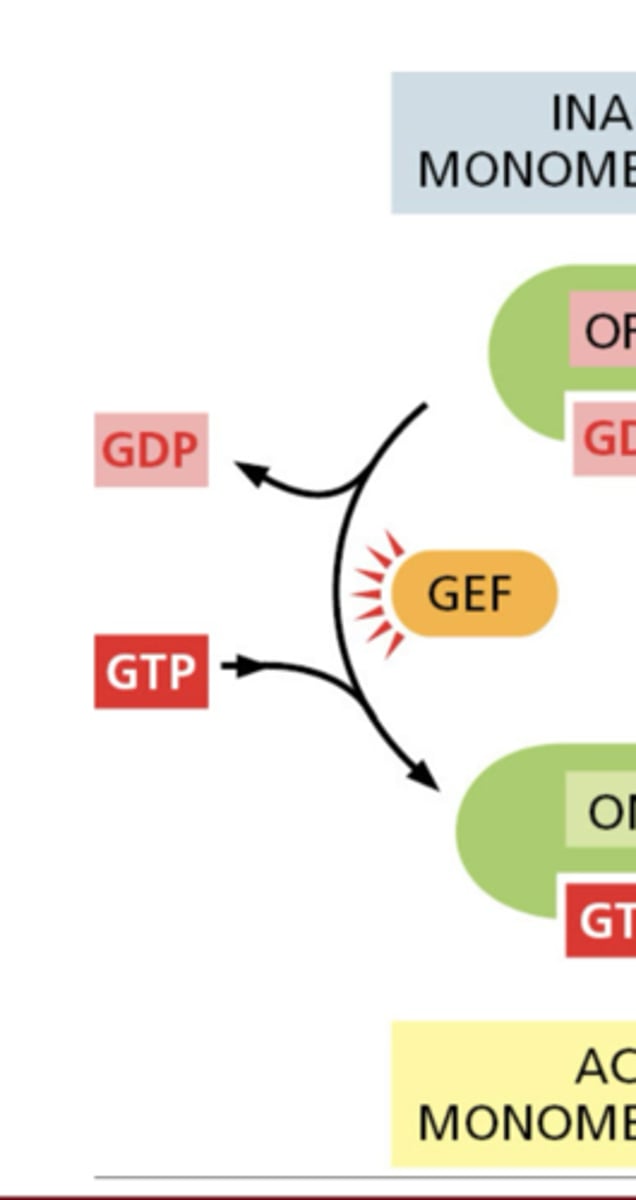 <p>activate GTPases by stimulating GDP release and GTP binding</p>