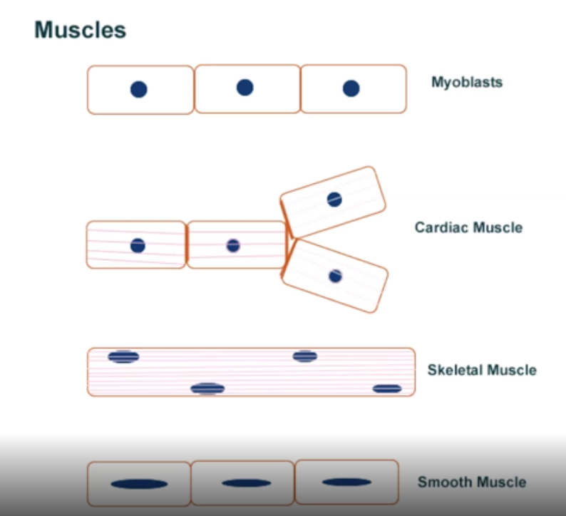 <p>Skeletal Muscles, Cardiac muscles and Smooth muscles</p>