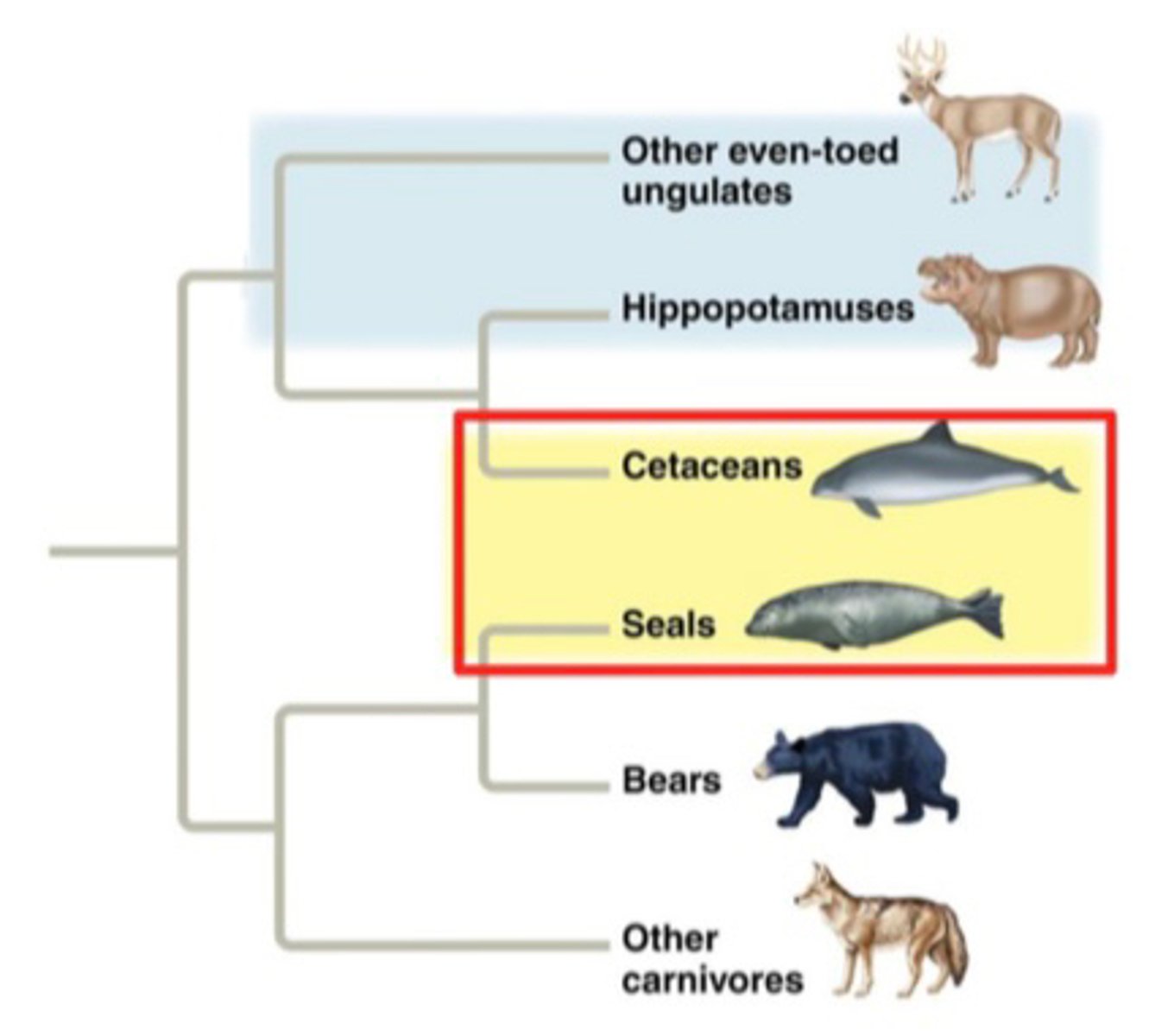 <p>Mammalian fins</p>