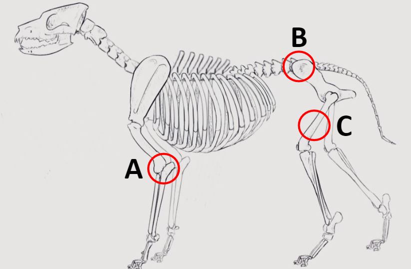 <p>Which is the best location for a bone marrow biopsy? </p>