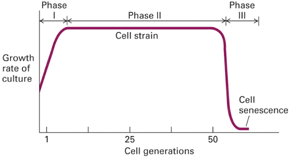grows fast in phase 1, remains constant in phase 2, decreases in phase 3