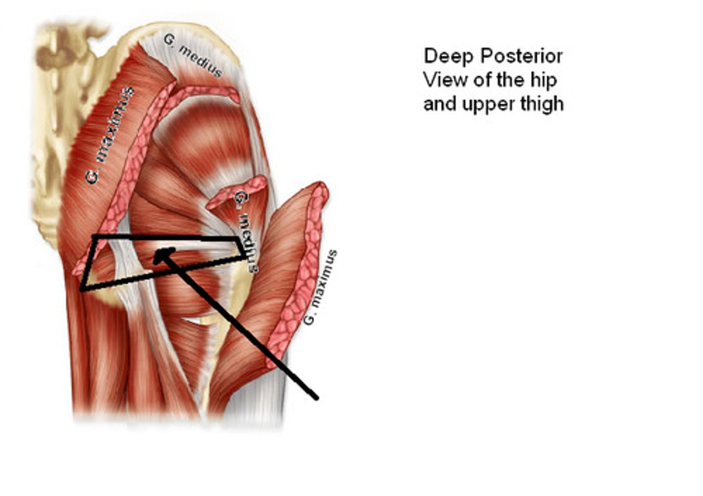 <p>Origin: pelvic surface of ilium and ischium; obturator membrane</p><p>Insertion: medial surface of greater trochanter (trochanteric fossa) of femur</p><p>Innervation: nerve of obturator internus (L5, <strong>S1</strong>)</p><p>Action: laterally rotate extended hip joint; abduct flexed hip joint; steady femur head into acetabulum (stabilizes hip joint)</p>