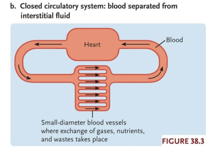 <ul><li><p>Blood under pressure</p></li><li><p>Blood vessels and heart form continuous closed circuit</p></li><li><p>Found in forms able to sustain prolonged high activity rates (annelids, cephalopods, some crustaceans, all vertebrates)</p></li></ul><p></p>