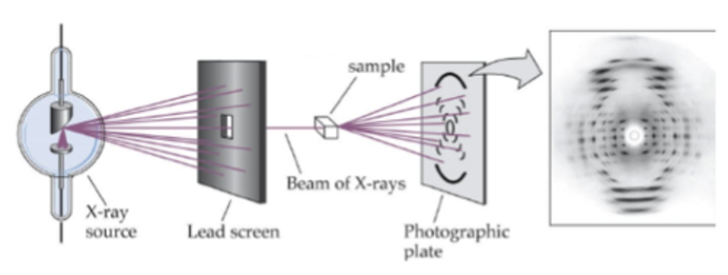 <p>-X rays penetrate crystal, get scattered and are captured as diffraction pattern on a detector</p><p>-Rotate crystal and repeat process and record XRDs pattern</p><p>-There is a screen to allow only a fine stream of x-rays to come out onto the protein crystal sample</p><p>-X rays are diffracted in different directions onto a photographic plate or detector-->diffraction pattern picture</p><p>-Where the dots are compared to center and intensity of each dot is used to determine protein structure based on diffraction pattern picture</p>