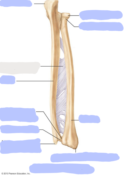 <p>Where is the <strong>Radial Styloid Process </strong>of the Radius?</p>
