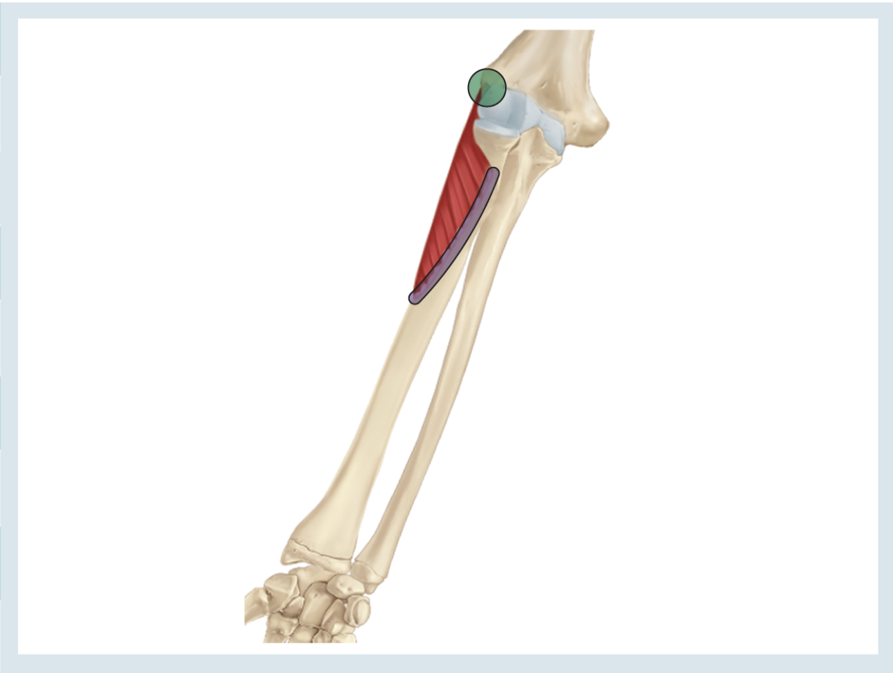 <p>Action : supinator </p><p>o : lateral epicondyle of humerus just inferior to radial notch of ulna </p><p>i : anterolateral side of proximal 1/3 radius </p>