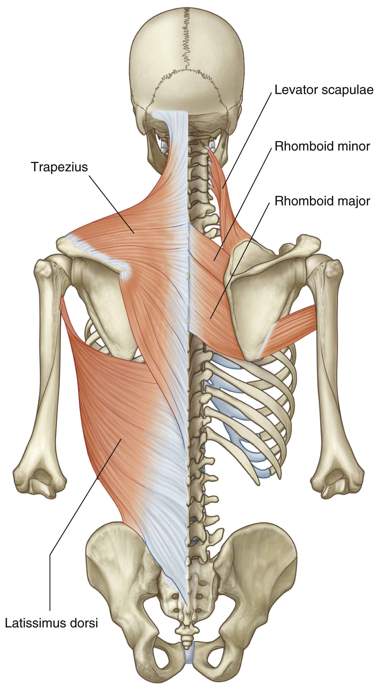 <p>Levator scapulae: insertion</p>