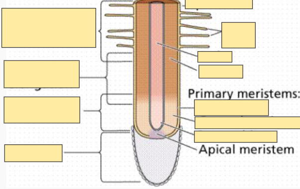 <p>Apical Meristem</p>