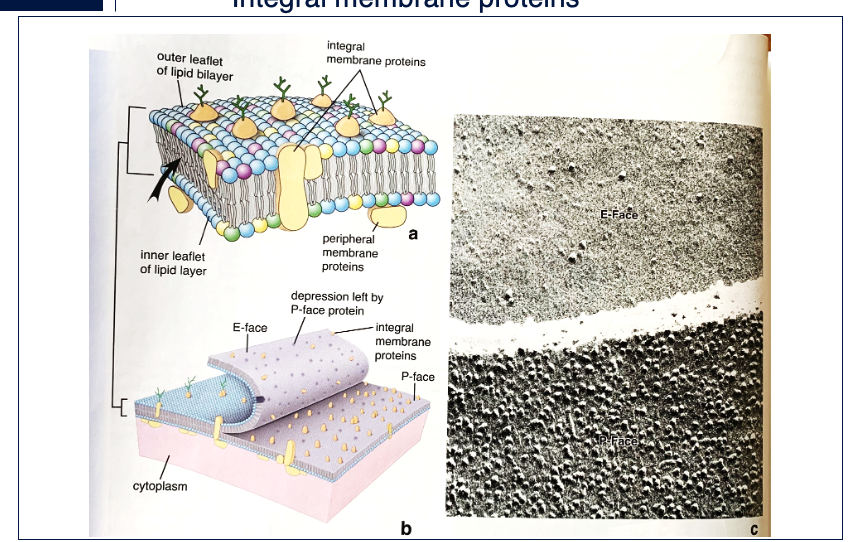 <p><span>Integral membrane proteins can be visualized with the Freeze-fracture technique. Membranes typically split or cleavealong the hydrophobic plane to expose two interior faces of the membrane, an E-face and a P-face. The surfaces of the cleaved membrane are coated, forming replicas; the replicas are separated from the tissue and examined by Electron Microscopy (EM). Proteins appear as bumps. Note the paucity of particles in the E-face compared to P-face.</span></p><img src="https://knowt-user-attachments.s3.amazonaws.com/bd3de168-66b5-44ae-8b1b-35cc2f2cc5cf.png" data-width="100%" data-align="center"><p>Pumps, channels, receptors, linkers, enzymes, structural proteins </p>
