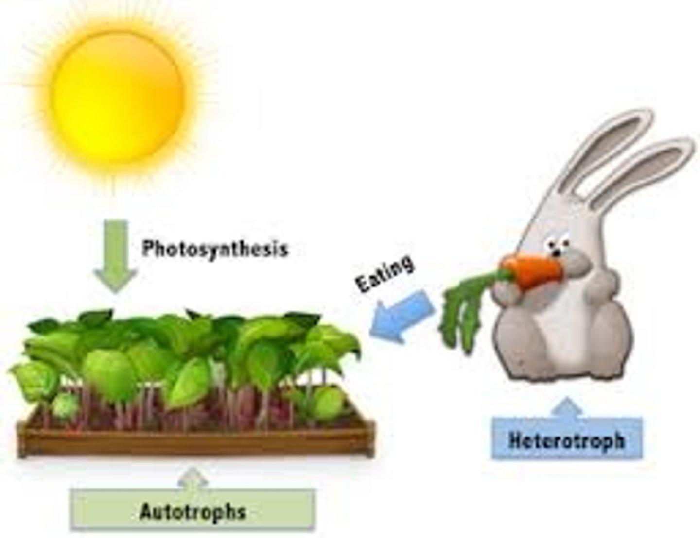 <p>Heterotroph- Feed on different organisms, CONSUMERS</p><p>Related to: Herbivore, Carnivore, Omnivore, Food Chains/Webs</p><p>Roots: Hetero-Different, Troph- Feeding level</p>