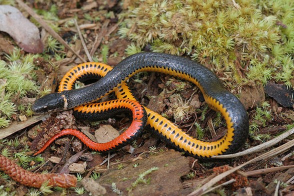 <p>moist, leaf litter; mountains; half-moon shape on belly scales; black or grey with ring behind the eyes</p>
