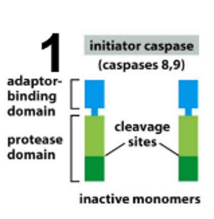 <ul><li><p><strong>Adaptor-binding domain</strong> (N-terminal) – binds to adaptor proteins.</p></li><li><p><strong>Protease domain</strong> (C-terminal) – has the active site, but needs activation.</p></li></ul><p></p>