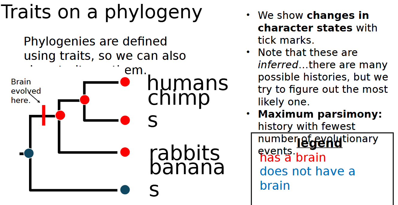 <p>tick marks</p>