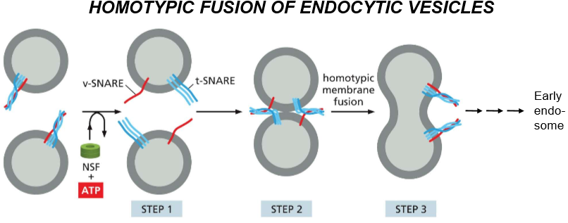 <p>Pre-Activity: SNAREs are disentangled and activated by NSF and ATP</p><ol><li><p>SNAREs unentangle and recognize each other</p></li><li><p>DOCKING: they tangle and push H20 out, causing homotypic membrane fusion</p></li><li><p>The tangled SNAREs&nbsp; join the membrane of the endosome they’re docked to, forming the trans-SNARE complex</p></li><li><p>That fusion becomes an early endosome as acids are delivered, and eventually an ATP mediated process via NSF untangles trans-SNARE and chaperones v-SNARE back to it’s original membrane</p><p></p></li></ol><p></p>
