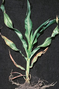 <p>Identify the nutrient deficiency</p>