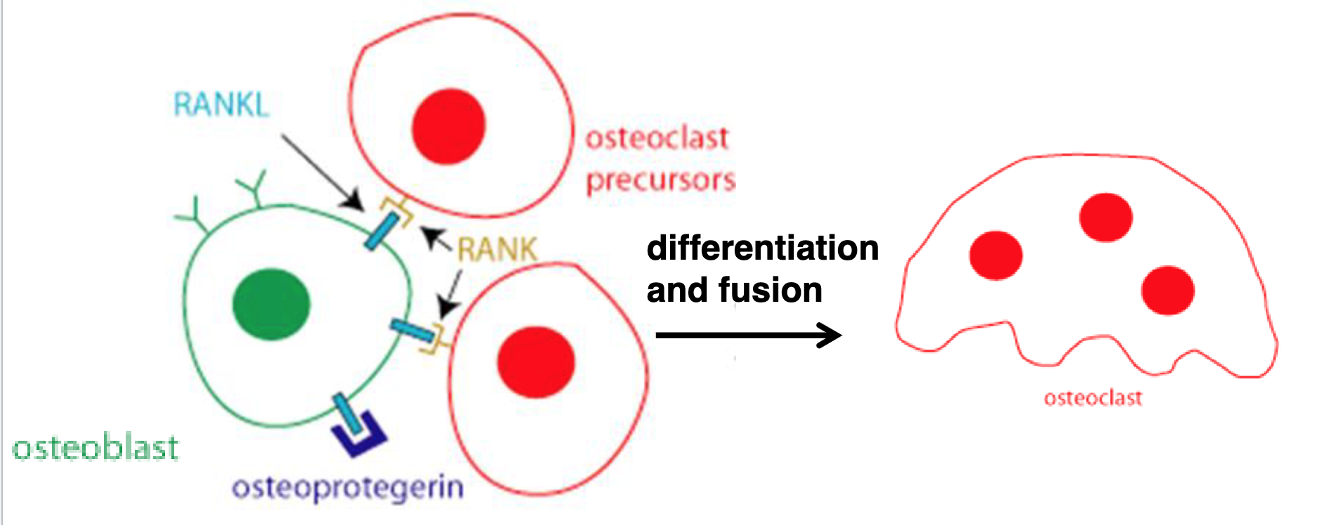 <p>Describe how the osteoblasts inhibit the buildup of osteoclasts.</p>