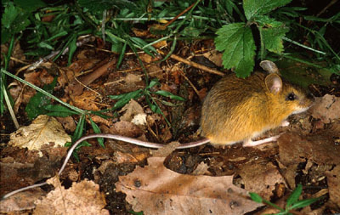 <p>Napaeozapus insignis</p>