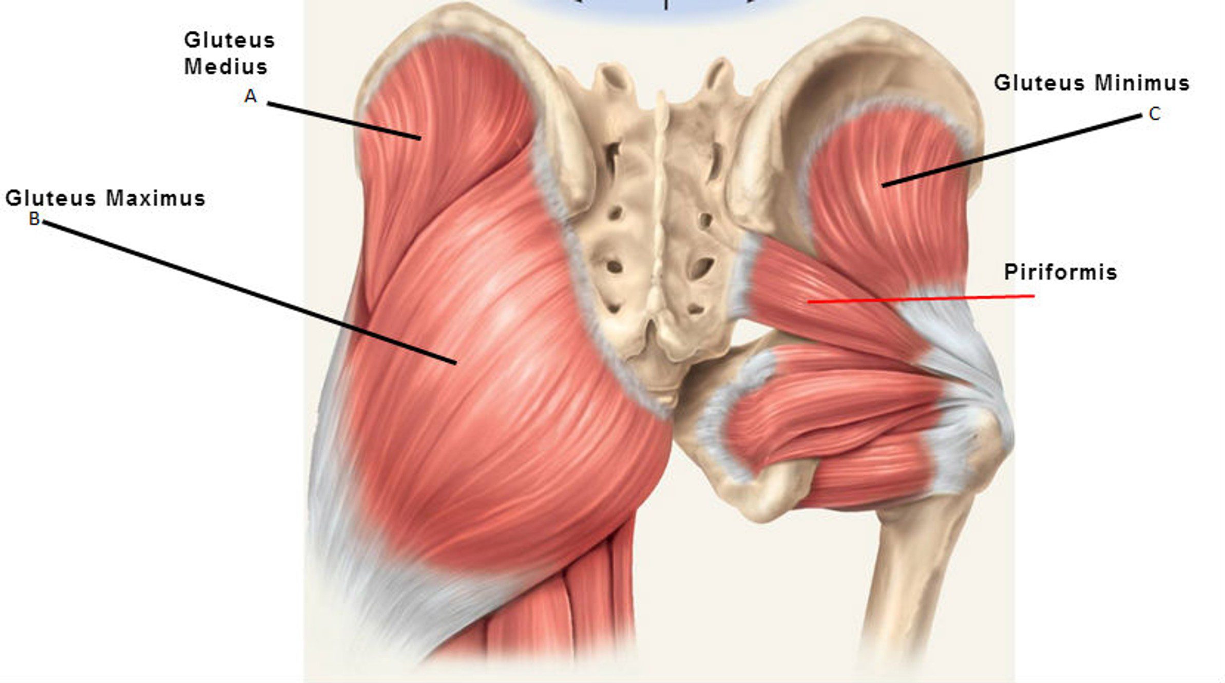 <p>Gluteal Muscles</p>