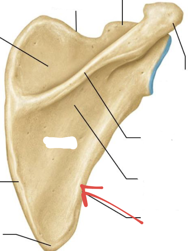 <p>what is this part of the scapula?</p>