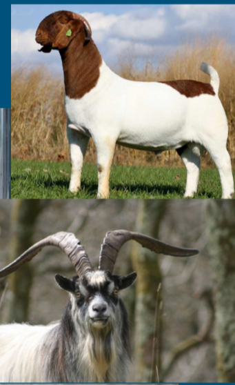 <p>Goats </p>