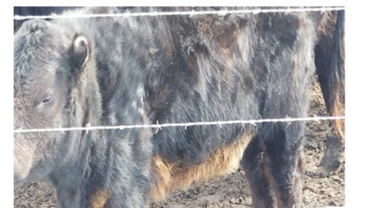 <p>A calf presents with this depigmentation on the ventrum. What do you think is the issue?</p>