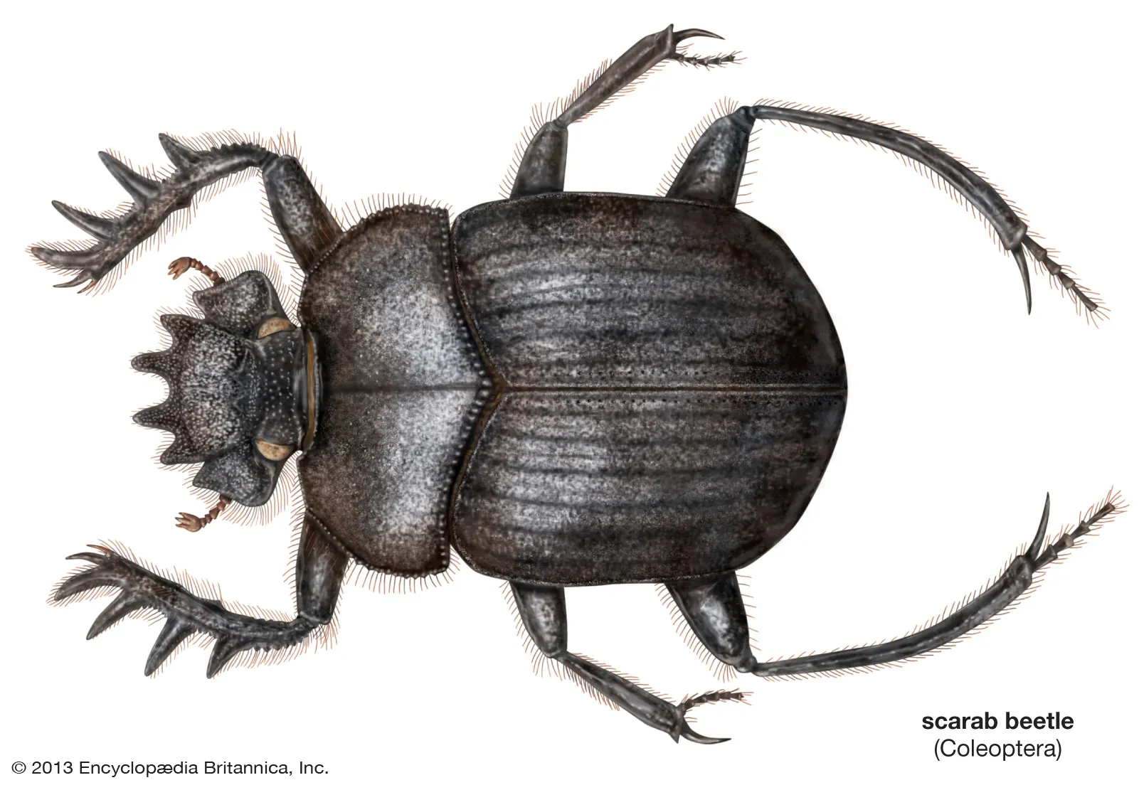 <p>Order Coleoptera: Family Scarabaeidae: Scarab Beetles</p>