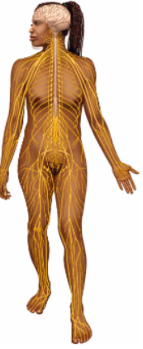<p>Name the body system & its included organs</p>