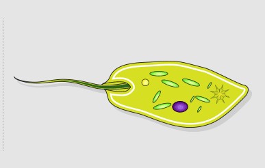 <p>Flagella</p>