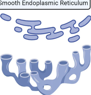 <p>Smooth ER</p>