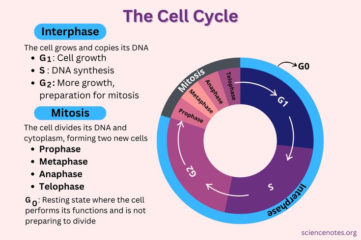 <p>cell cycle</p>