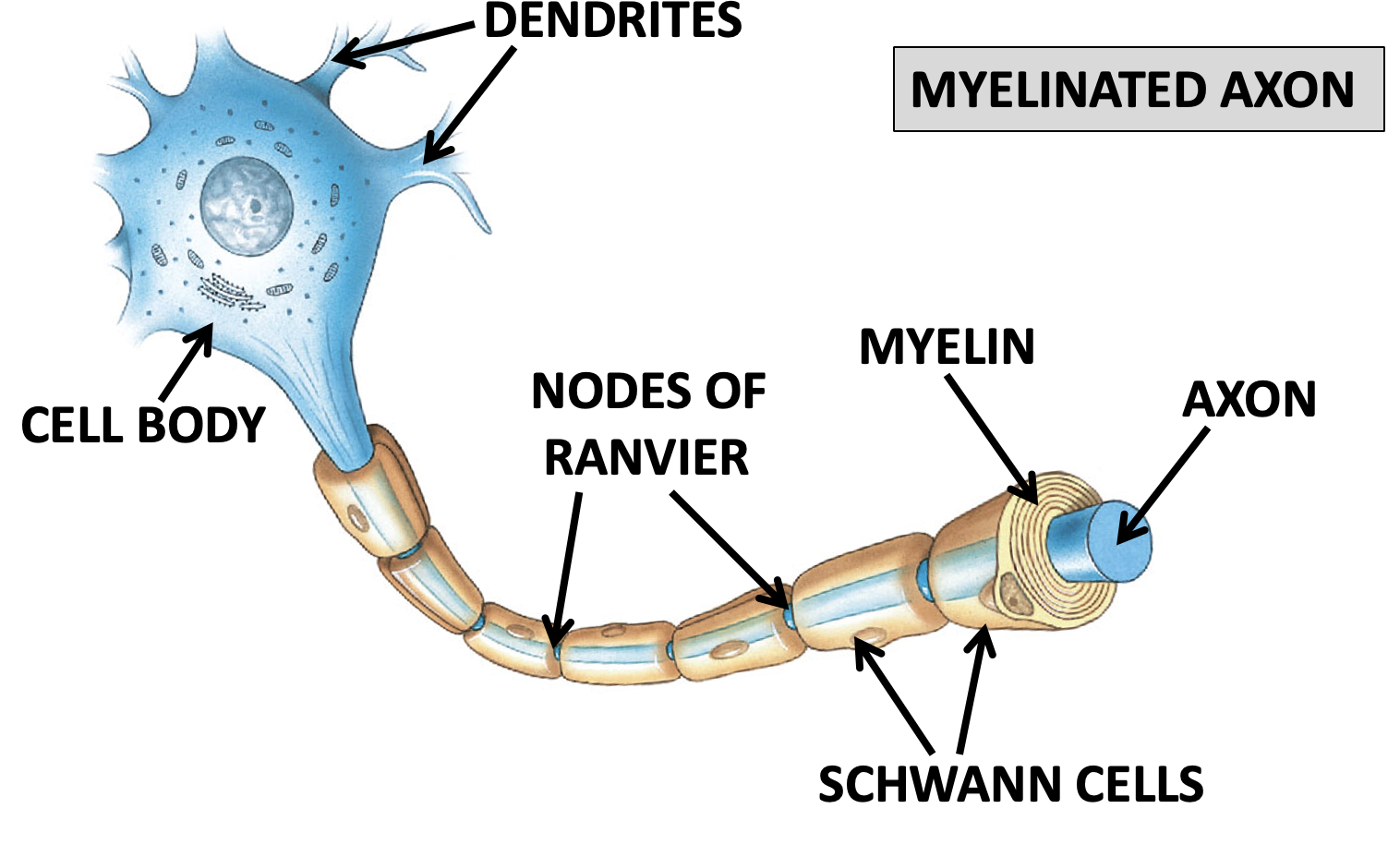 **Myelin**- fatty substance, lipid material which insulated axon

**Schwann cells**- type of glial cell which grabs hold of axon & wraps round it (ONLY FOUND IN PNS)

**Oligodendroglial cells**- The glial cell involved in myelination in CNS

**Nodes of ranvier**- the gaps

\
\
