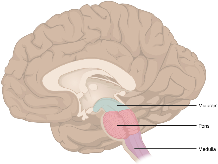 <ul><li><p>Midbrain</p></li><li><p>Pons</p></li><li><p>Medulla</p></li><li><p>12 cranial nerves</p></li></ul>