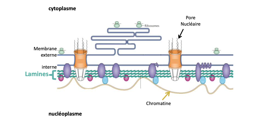 <p><strong>Filaments intermédiaires</strong> (cf. cours cytosquelette) qui tapissent la surface interne de l’enveloppe nucléaire, <strong>interagissent avec des protéines transmembranaires de l’enveloppe et avec la chromatine</strong>.</p>